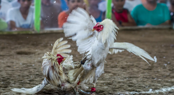 Cara Memilih Bandar Sabung Ayam Terpercaya