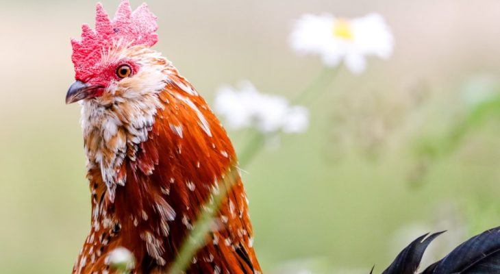 Beberapa Tips Memilih Situs Sabung Ayam Terbaik Di Internet